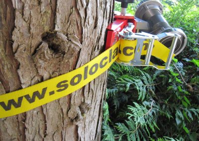 50mm webbing on tree (1)